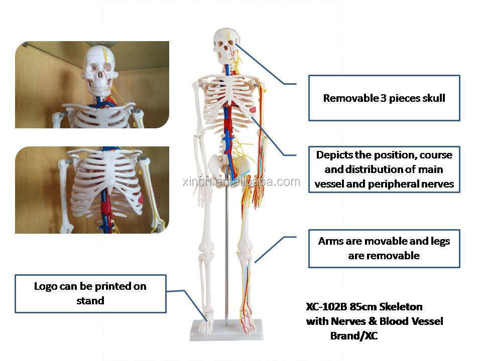 Skeleton With Nerves And Blood Vessels Xc B Cm Labtex Scientific